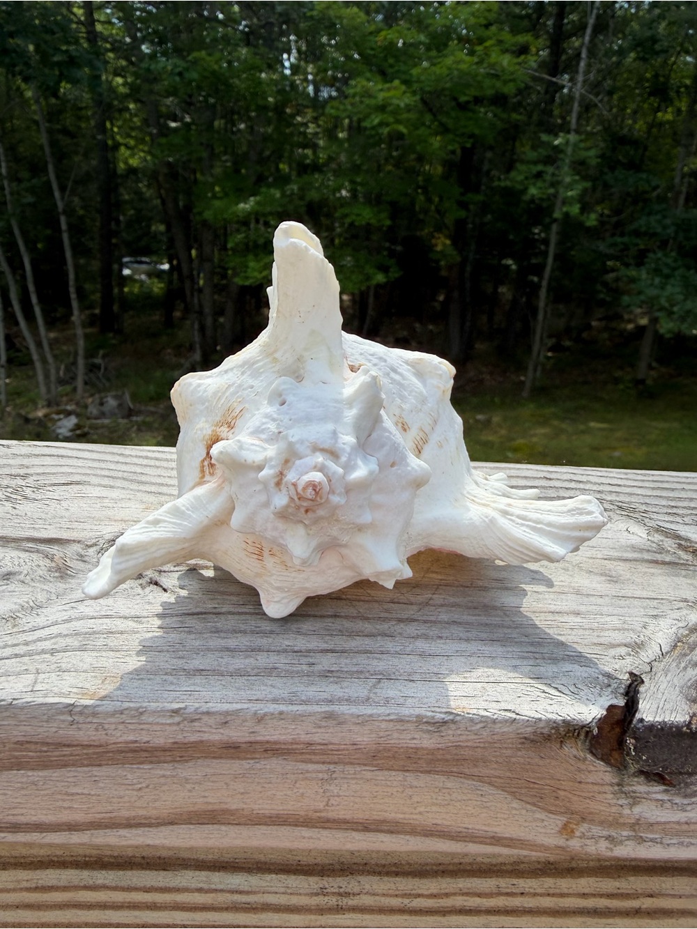 Coastal Decor | Large 5” SeaShell | Real Murex - Picture 4 of 7